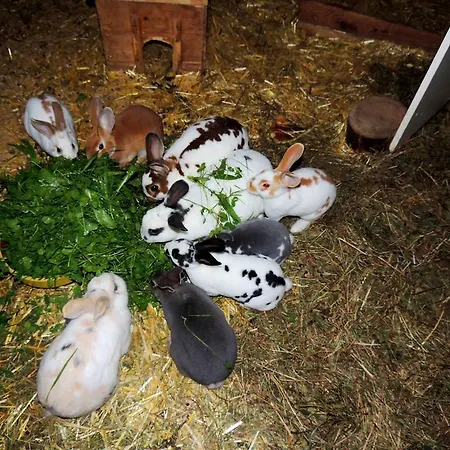 Forsthof Farm stay