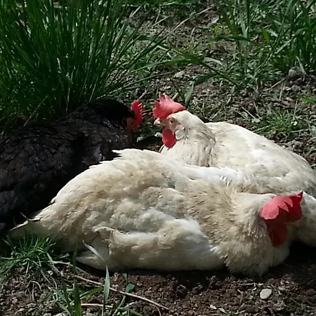 Forsthof Farm stay *