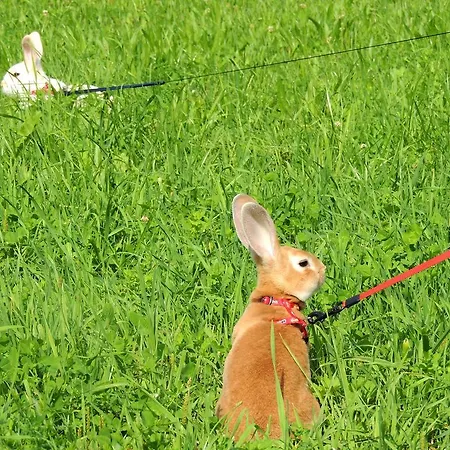 Forsthof Alloggio per agriturismo