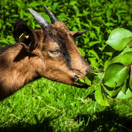 Forsthof * Maishofen