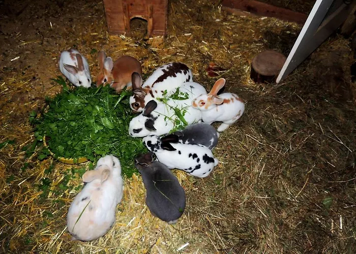 Forsthof Séjour à la ferme