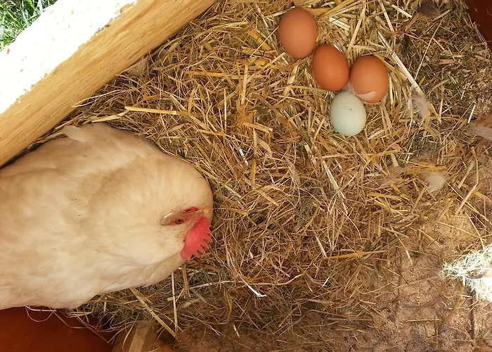 福尔斯多佛旅馆 * 麦舒芬