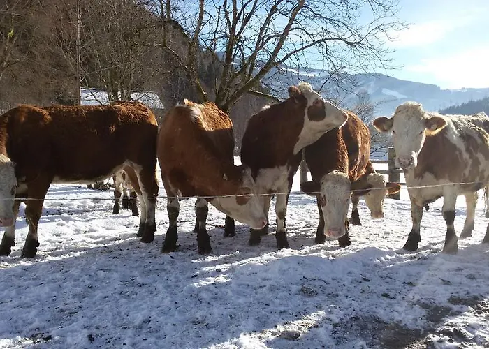 农家乐 福尔斯多佛旅馆 *