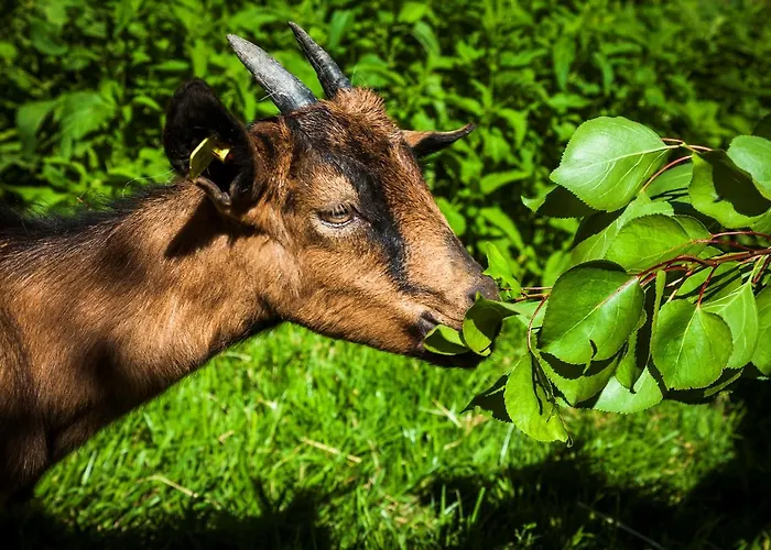 福尔斯多佛旅馆 * 麦舒芬
